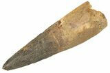 Fossil Spinosaurus Tooth - Real Dinosaur Tooth #343599-1